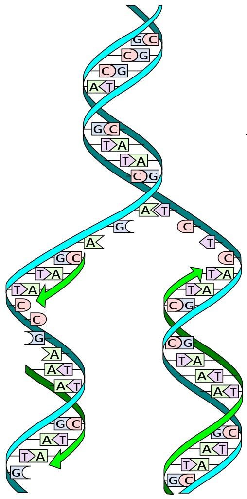 dna science plos